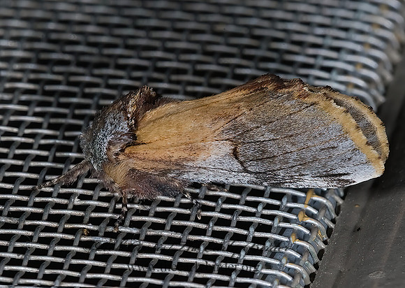 Oligocentria pallida RED-WASHED PROMINENT 6027657z