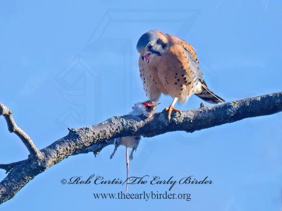Falco sparverius AMERICAN KESTREL 9086011z