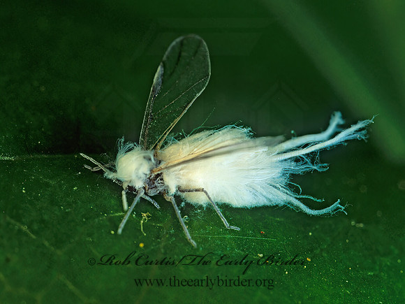 Eriosomatinae  WOOLY APHID 172623z