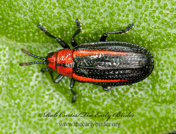 Microrhopala vittata  GOLDENROD LEAF MINER 3015402z