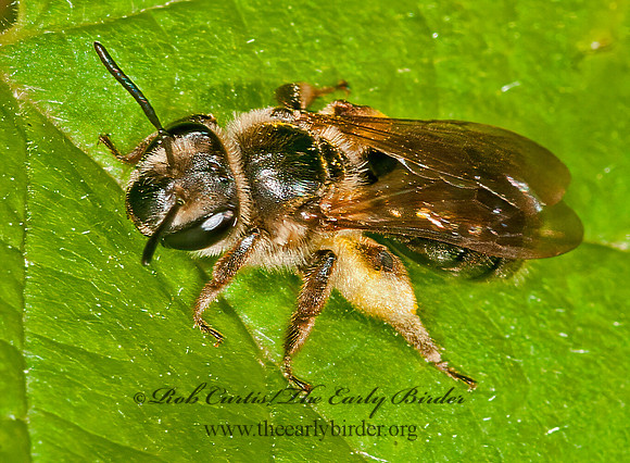 Andrena  MINING BEE 3013738z