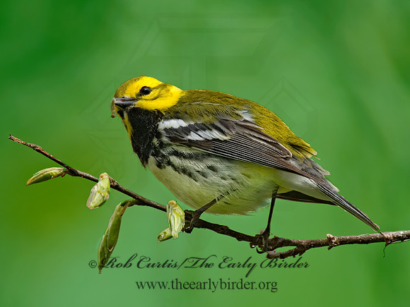 Setophaga virens  BLACK-THROATED GREEN WARBLER 6004829z