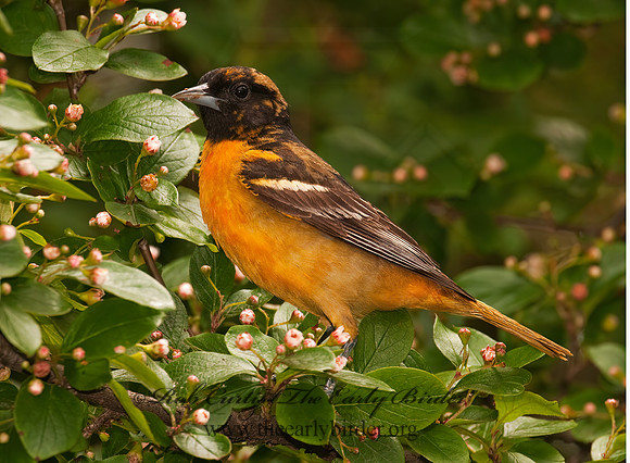 Icterus galbula  BALTIMORE ORIOLE  3002352z