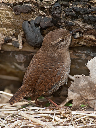 Troglodytes hiemalis  WINTER WREN 8033889z