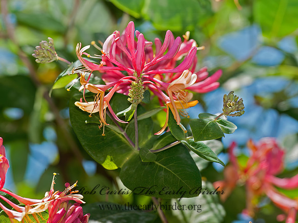 Lonicera heckrotti  GOLDFLAME HONEYSUCKLE 8031315z