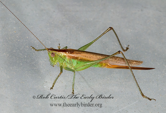 Conocephalus fasciatus  SLENDER MEADOW KATYDID 6013002z