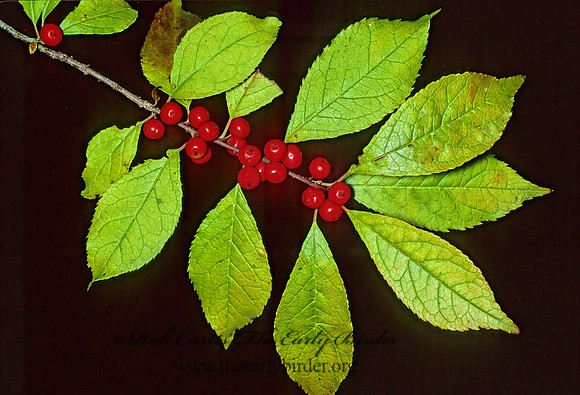 Ilex verticillata  WINTERBERRY HOLLY 44214z
