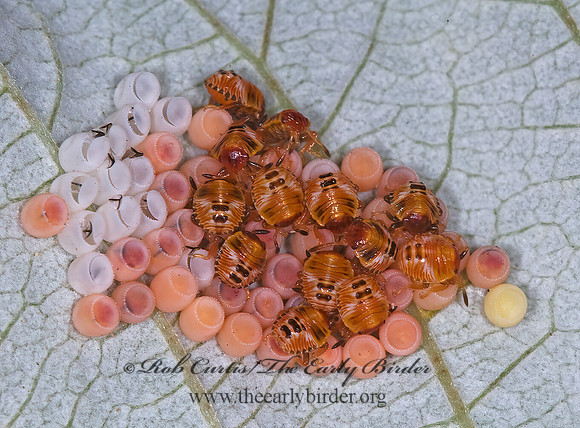 Pentatomidae STINKBUG 6009147z