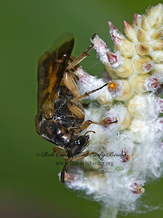 Ripiphorus rex 7005953z