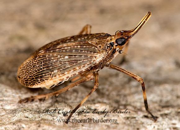 Scolops sulcipes 9014867z