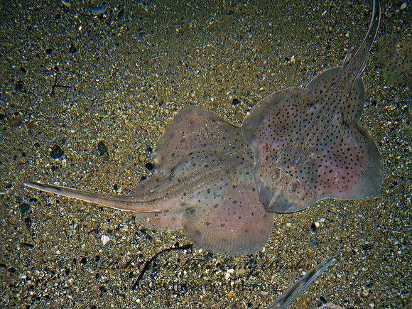 Leucoraja erinacea  LITTLE SKATE 9031476z