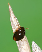 Olibrus  SHINING MOLD BEETLE 6012980 z