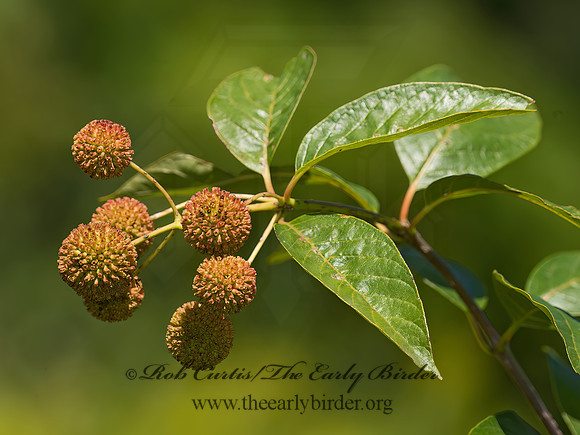 Cephalanthus occidentalis   BUTTONBUSH 9040598z