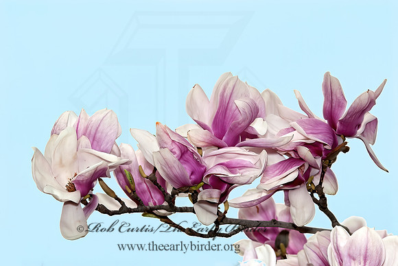 Michellia doltsopa - FRAGRANT MAGNOLIA  6002877z