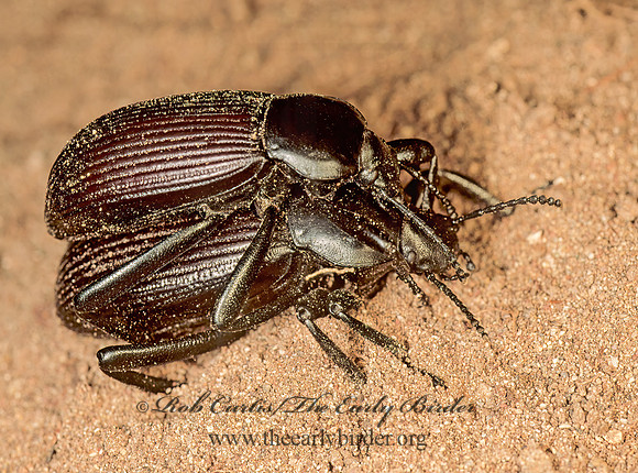 Eleodes obscurus 94516z