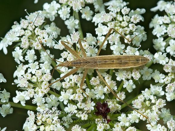 Nabicula flavomarginata 5002160z