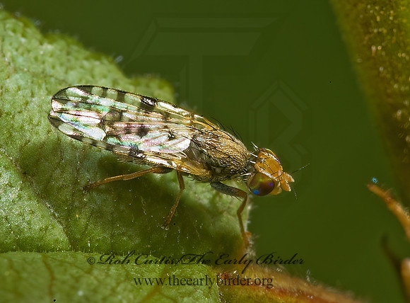 Dioxyna picciola 5000861 Mz