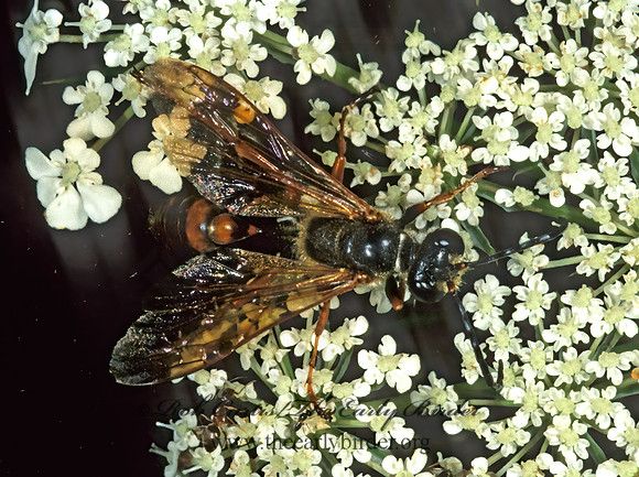 Isodontia auripes 1275028z