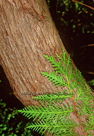 Juniperus thyoides  ATLANTIC WHITE CEDAR 1112805z