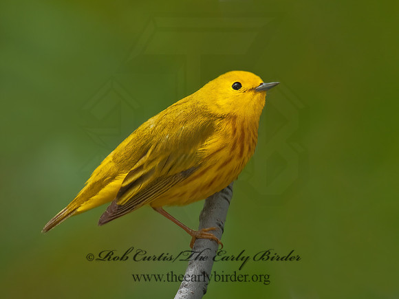 Setophaga petechia  YELLOW WARBLER 3008082z