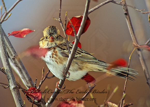Zonotrichia querula  HARRIS'S SPARROW 117517z