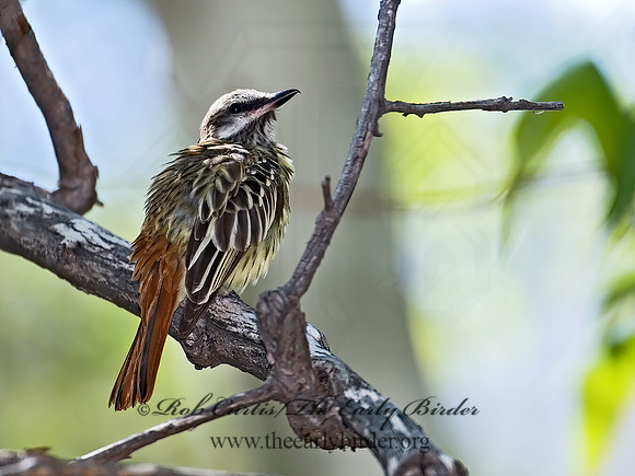 Myiodynastes luteiventris  SULPHUR-BELLIED FLYCATCHER 7007756z