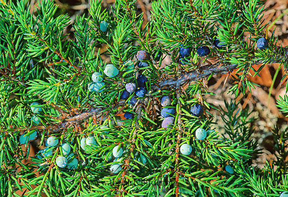 Juniperus communis  DWARF JUNIPER 211623z