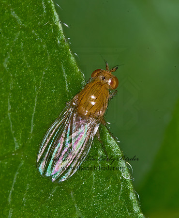 Camptoprosopella inaequalis LAUXANIID FLY 6007822z