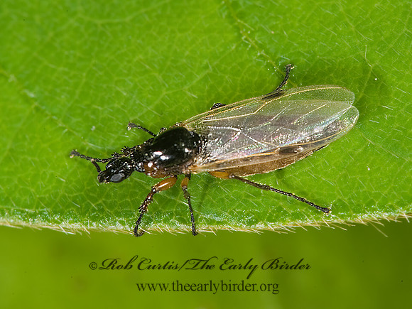 Dilophus  MARCH FLY 8005670z