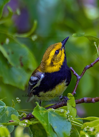 Setophaga virens  BLACK-THROATED GREEN WARBLER 8022082z