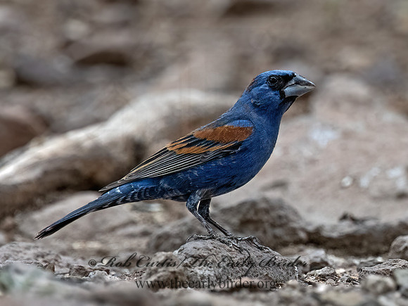 Guiraca caerulea  BLUE GROSBEAK 3037334z