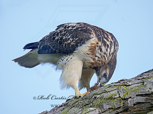 Buteo jamaicensis RED-TAILED HAWK 9084332z-