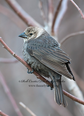 Molothrus ater  BROWN-HEADED COWBIRD  3007052z