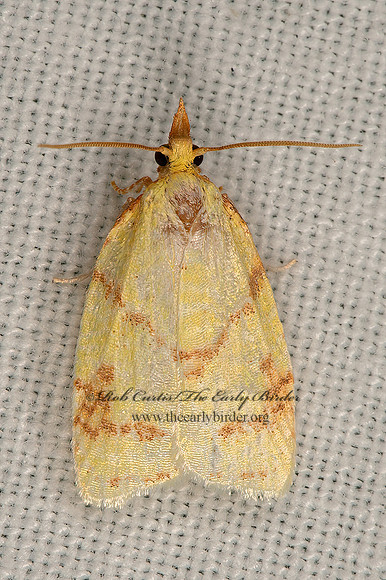Cenopis pettitana  MAPLE-BASSWOOD LEAFROLLER MOTH 9066625z