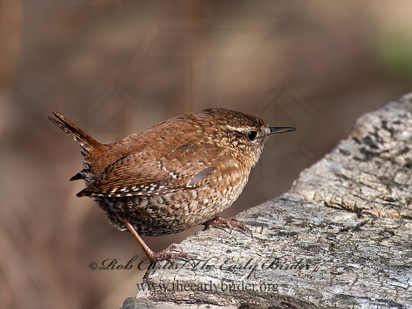 Troglodytes hiemalis  WINTER WREN 8033863z