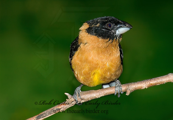 Pheucticus melanocephalus  BLACK HEADED GROSBEAK 5005884z