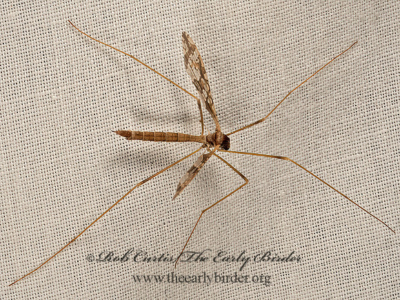 Epiphragma solatrix  LIMONIID CRANE FLY 9050216z