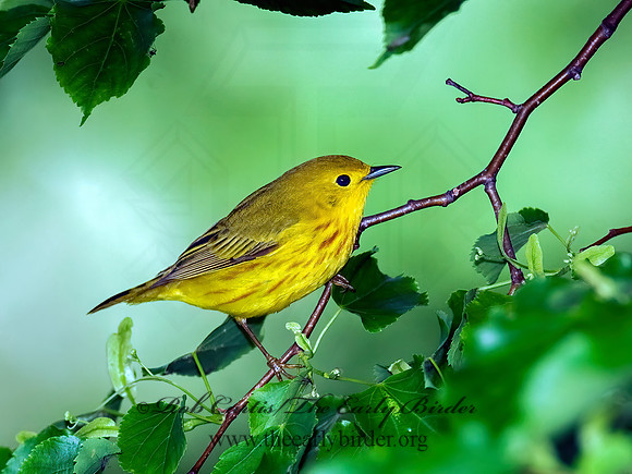 Setophaga petechia  YELLOW WARBLER 8013867z