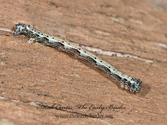 Lambdina fiscellaria  HEMLOCK LOOPER 3014296z