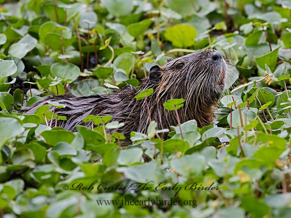 Myocaster coypus  NUTRIA 3029097 -z