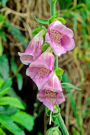 Digitalis purpurea  FOXGLOVE 130531z