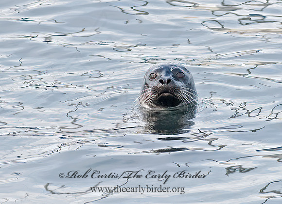 Phoca vitulina  HARBOR SEAL 7017572z