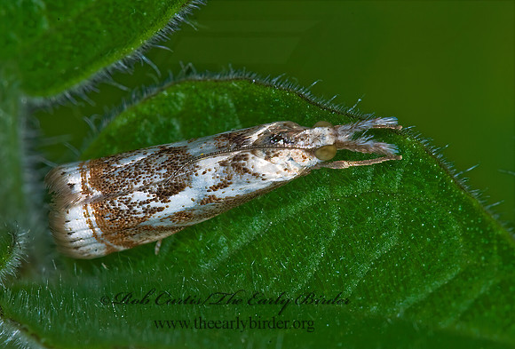 Microcrambus elegans ELEGANT GRASS-VENEER 6014033z