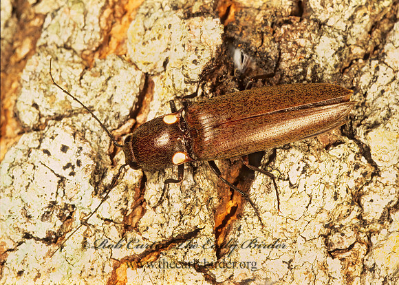Ignelater havaniensis 260235 z