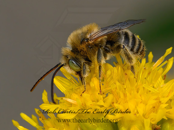 Melissodes (Eumelissodes) LONG-HORNED BEE 9063997z