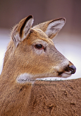 Odocoileus virginianus  WHITE-TAILED DEER 161007z