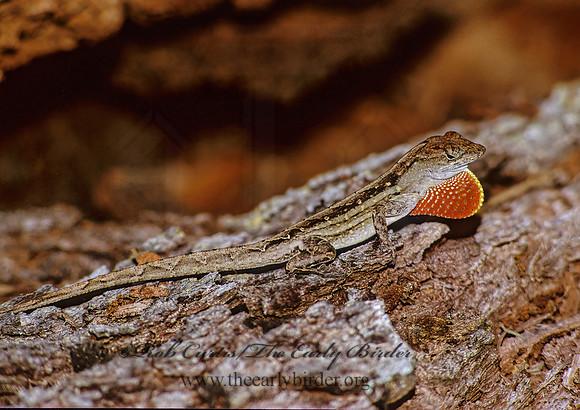 Anolis sagrei  BROWN ANOLE 273415z