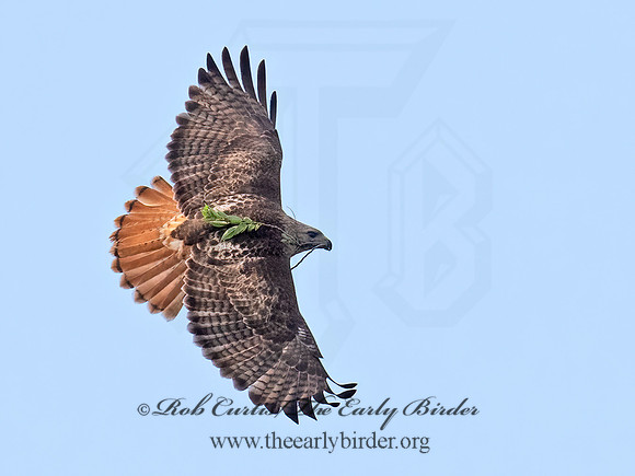 Buteo jamaicensis  RED-TAILED HAWK 9068823z
