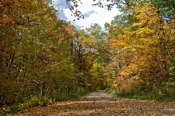 FALLING LEAVES 8008922z