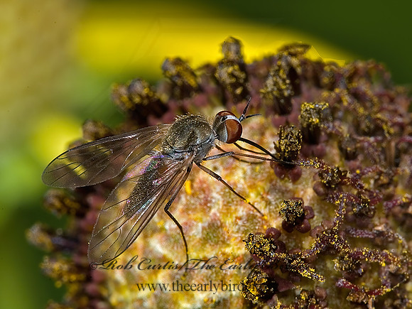 Geron calvus  BEE FLY 5011458 z